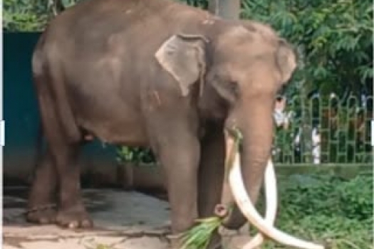 260915102856-gajah.jpg